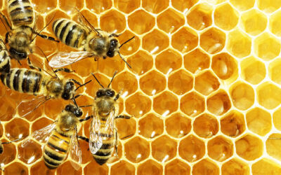 What Can Honeybees Teach Us about the Microbiome of a City?