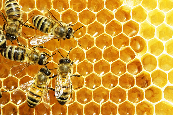 What Can Honeybees Teach Us about the Microbiome of a City?