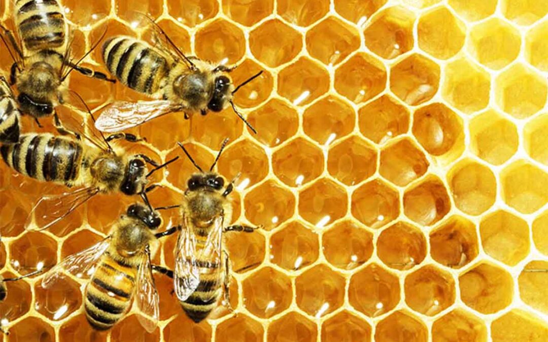 ¿Qué nos pueden enseñar las abejas sobre el microbioma de una ciudad? Manuel Barreiro