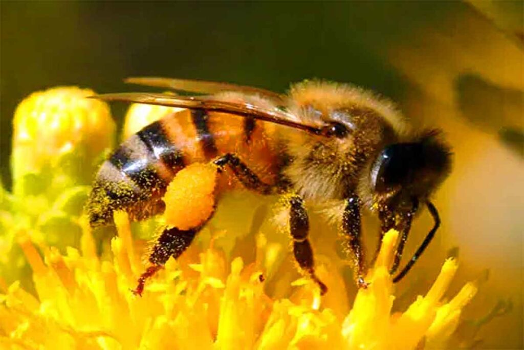 ¿Qué nos pueden enseñar las abejas sobre el microbioma de una ciudad? Manuel Barreiro