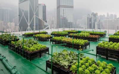 The Growing Need for Urban Agriculture Amid the Climate Crisis