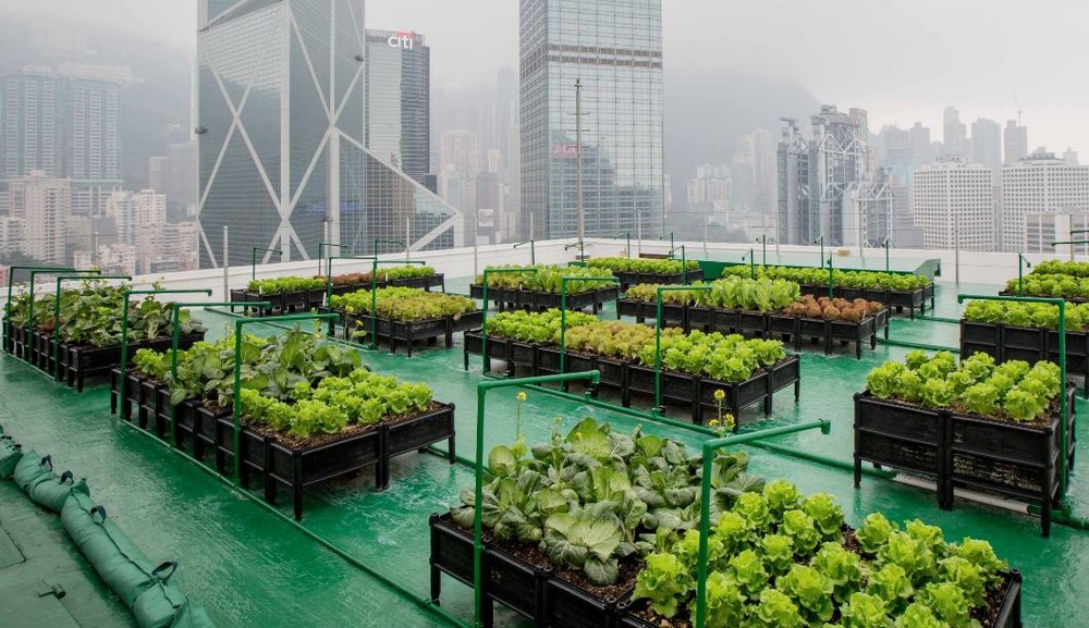 The Growing Need for Urban Agriculture Amid the Climate Crisis